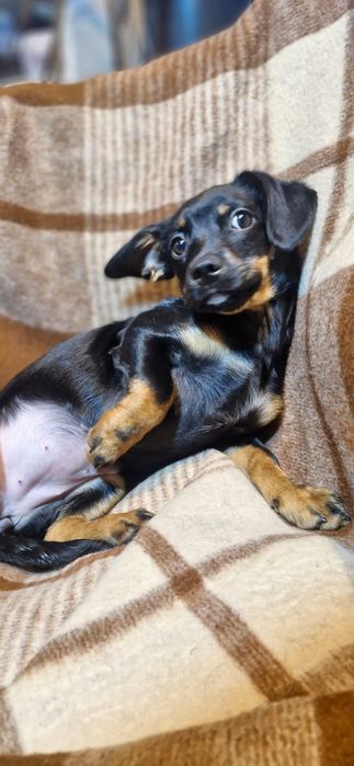 Pieski suczki do adopcji szczeniaki