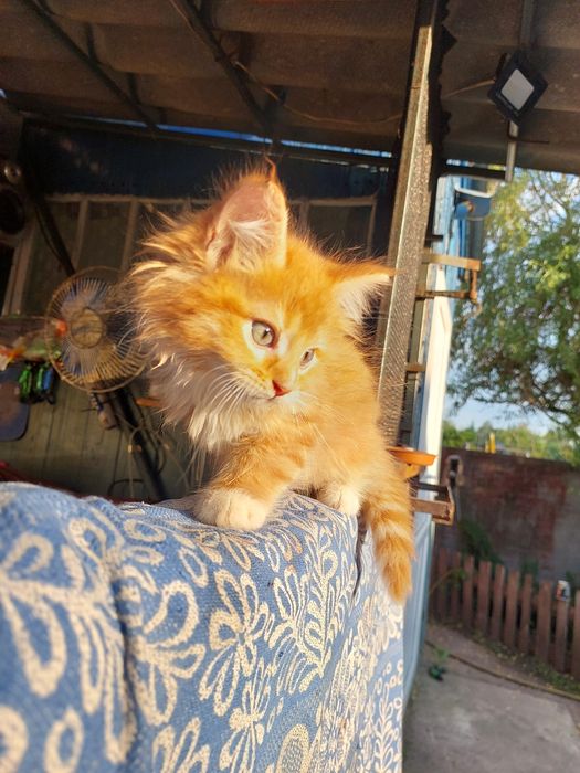 Котики мейн куни Суми