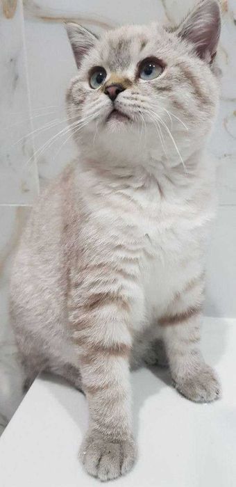 В'язка, Кіт Альберт Британець