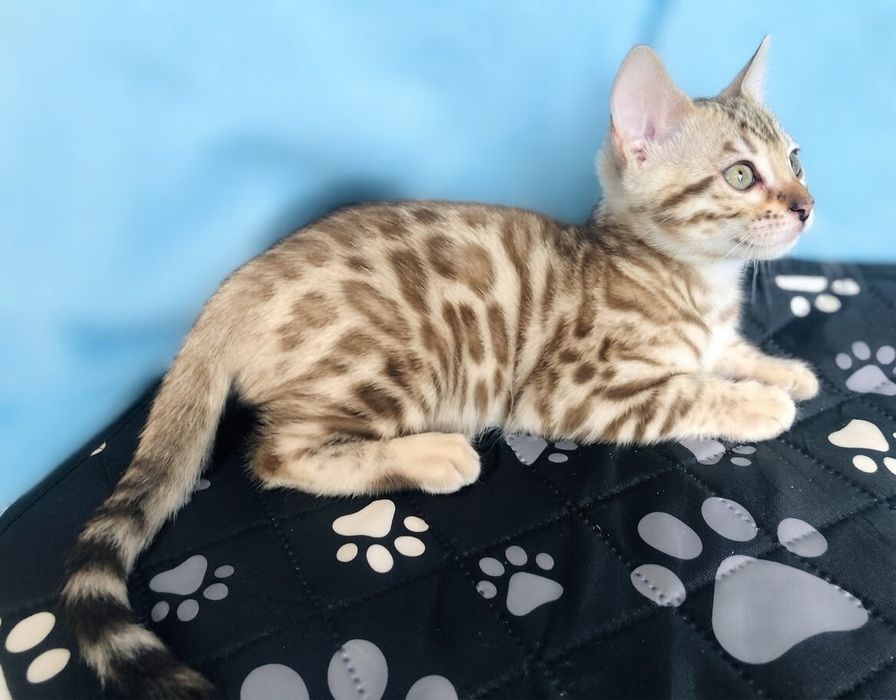 Бенгальське кошеня Мінк