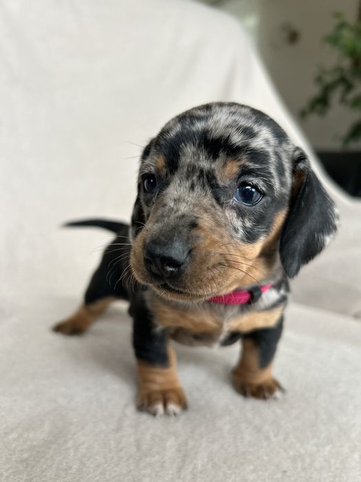 Jamnik Miniaturowy Krótkowłosy