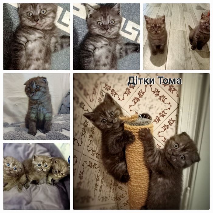 В'язка. Шотландець прямовухий мармур.