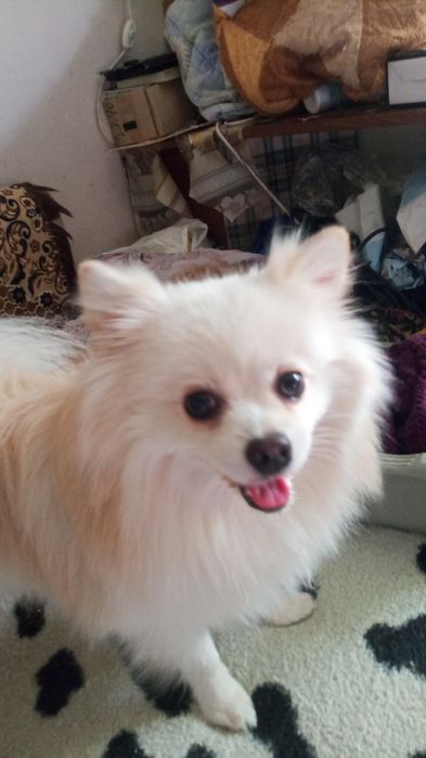 Передержка собачек и кошек