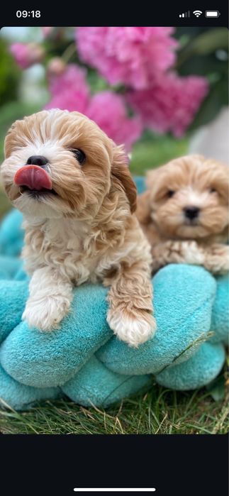 Міні щенятка мальтипу