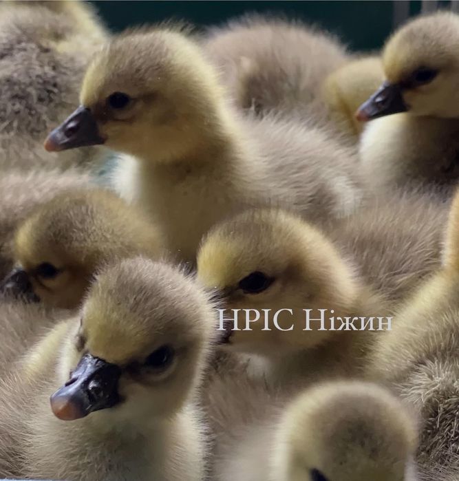 Бройлер,Триколор, Іспанка голошийка, Долматинець, Домінант, Мулард