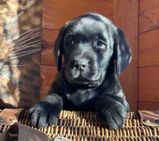 породные лабрадорчики с документами