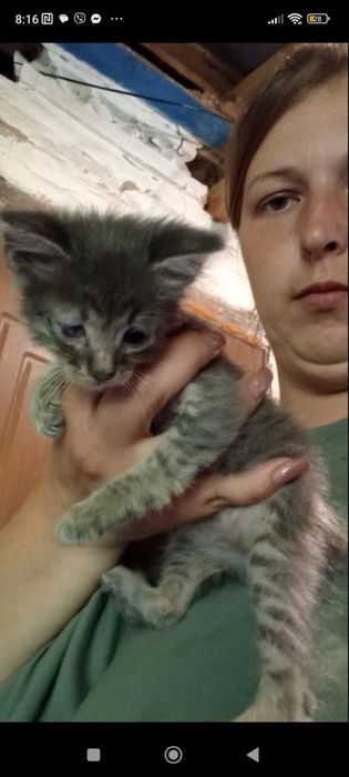 Кошеня безкоштовно