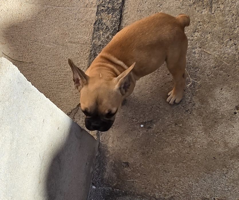Buldogue francês Fawn Macho