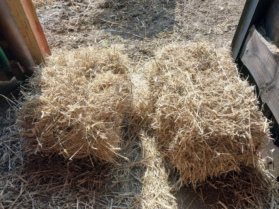 Siano sloma w snopkach polska kostka