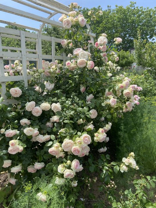 САДОВНИК- все садовые работы;обработка и обрезка фруктовых и винограда