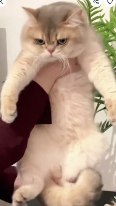 Вязка кота - Голубе золото !