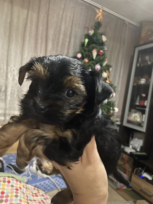 Хлопчики йоркширського тер‘єра