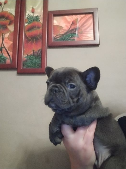 Хлопчик і дівчинка бульдожки