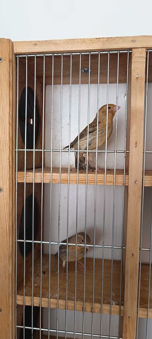 Kanarki młode samczyki