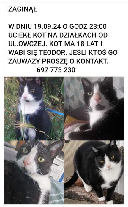Zaginął kotek Teodor.