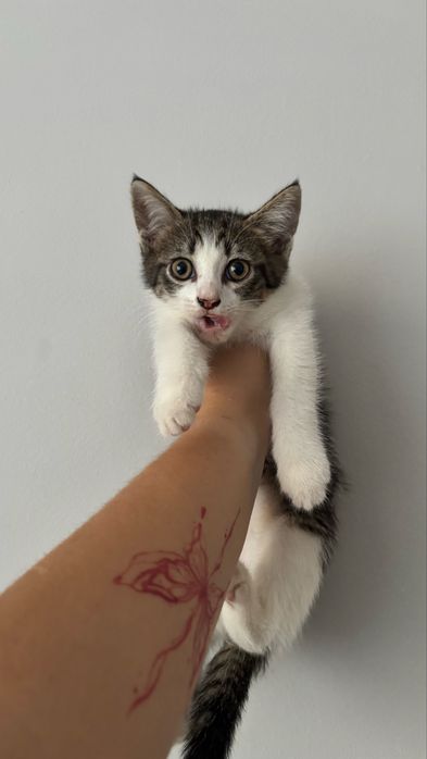Котики 1,5 місяці