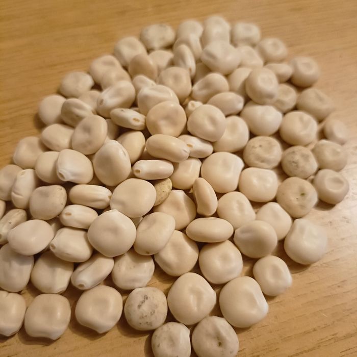 Łubin biały słodki