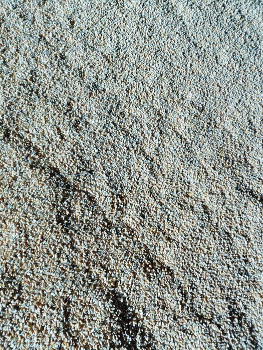 Vendo Milho graúdo , ideal para partir