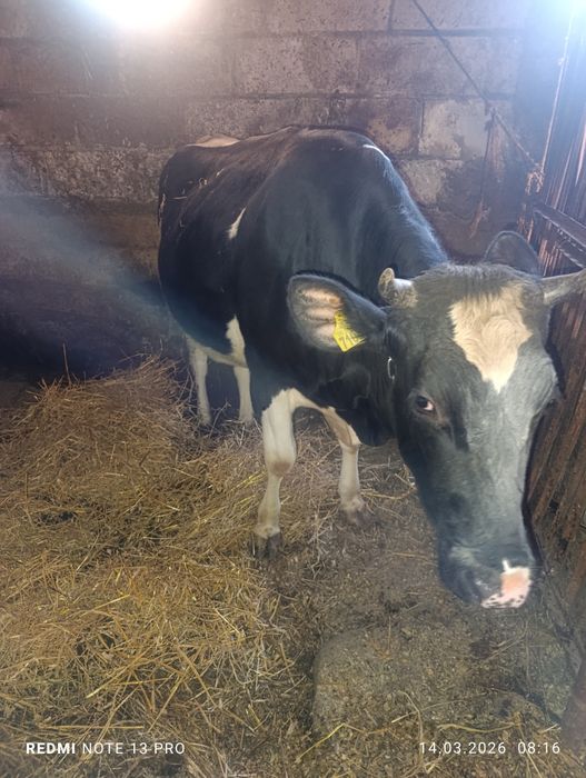 Jałówka wysokocielna