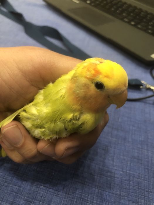 Roseicollis para troca