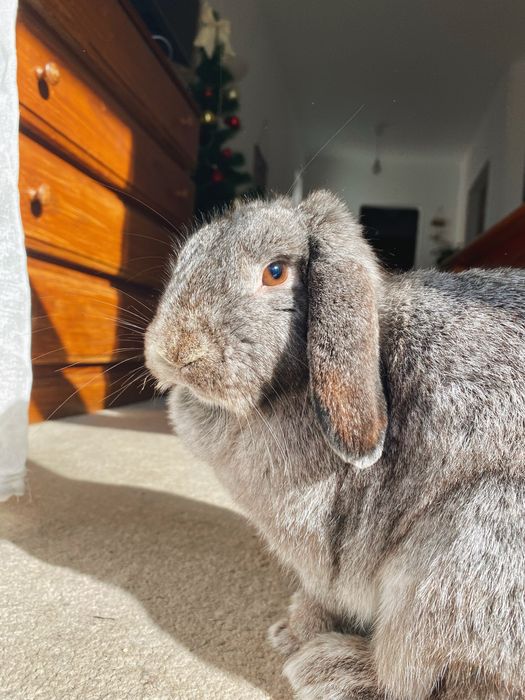 Pet Sitting • Cuidado com seu pet