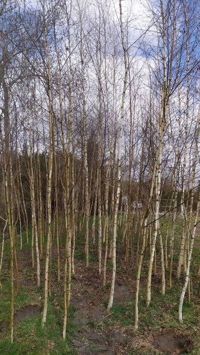 Brzoza 3,5 - 6,5m !!! plantacja