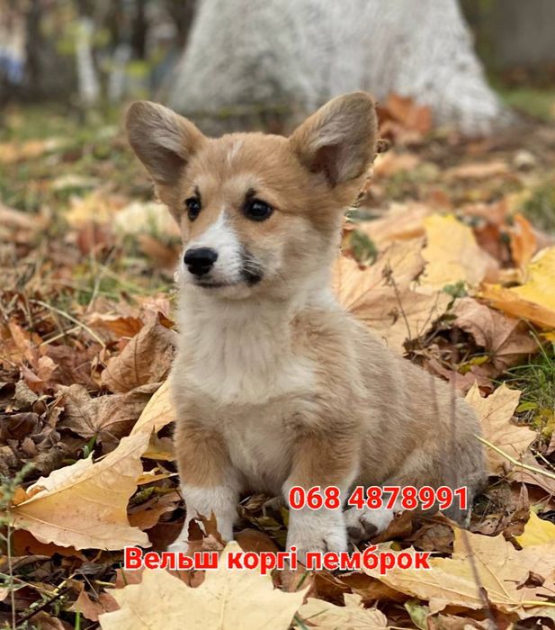 Вельш корги пемброк