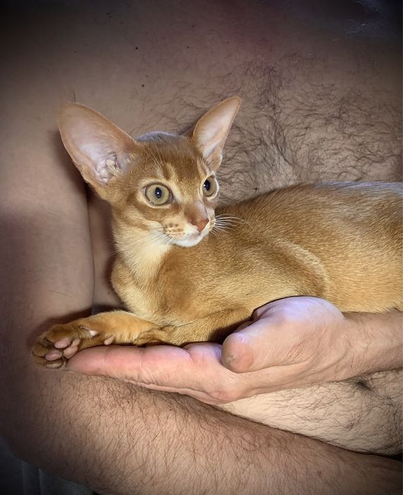 Абиссинские Рыжики !!!