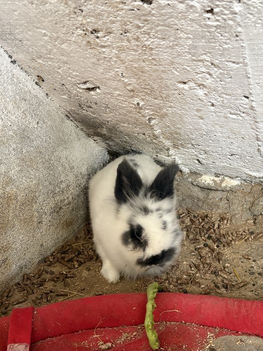 Casal de coelhos anoes