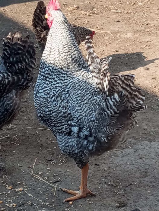 Домінант Чешський ,вік 4 міс