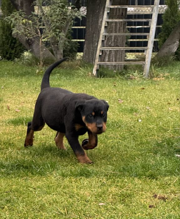 Rottweiler suczka miot B Bonnie Kocia Górka • OLX.pl