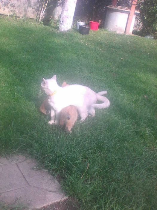 Доросла кішка срібна шиншила