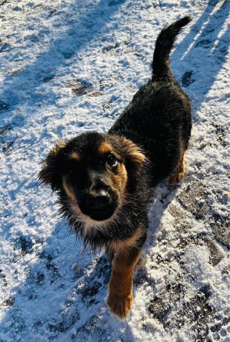 Cudowny Elfik szuka swojego Czlowieka