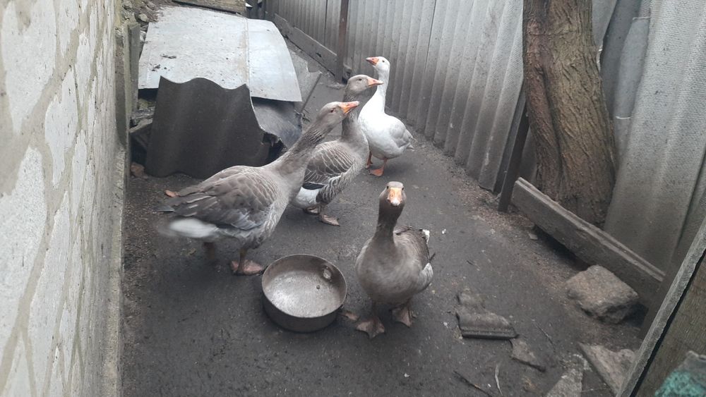 Продам гусей на розвод