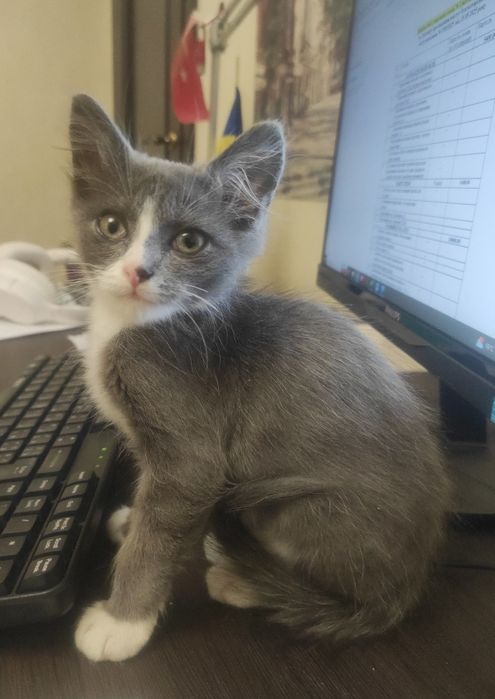 Віддам кошеня у добрі руки / Чудовий котик у білих шкарпетках!
