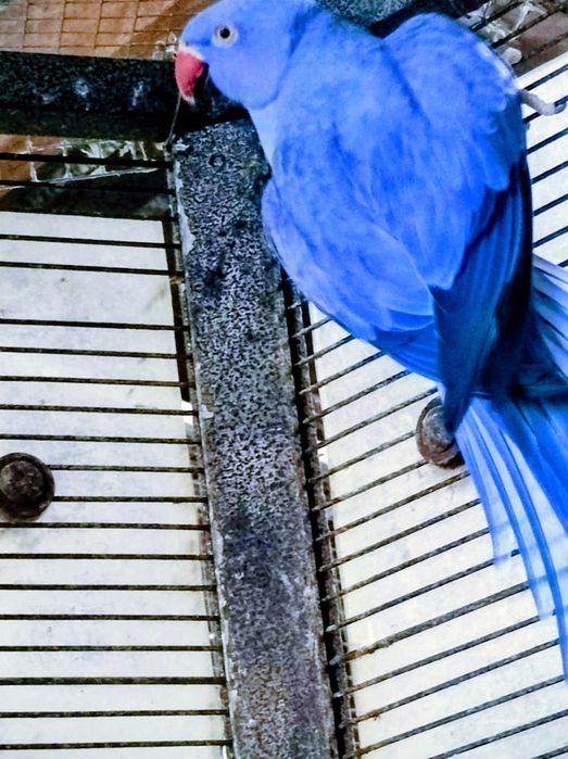 Aleksandretty-aleksandretta fiolety