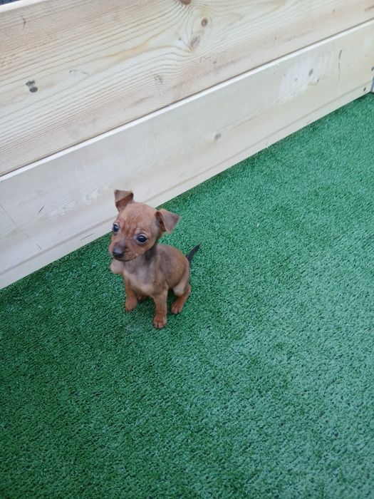 Pinscher  Pinscher