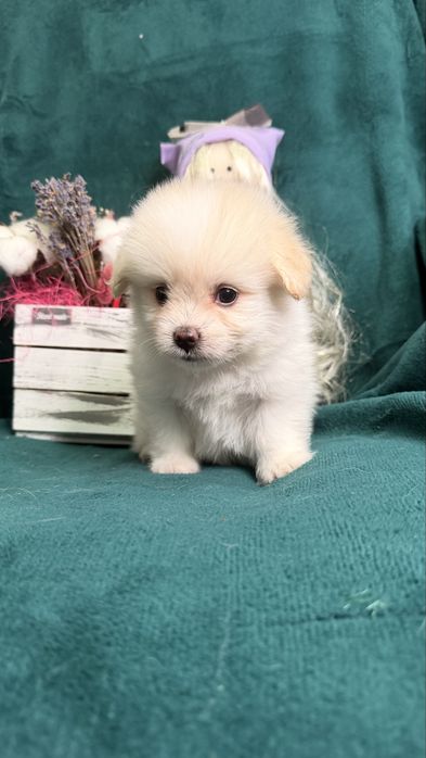 Дизайнерские щенки Pomapoo в продаже