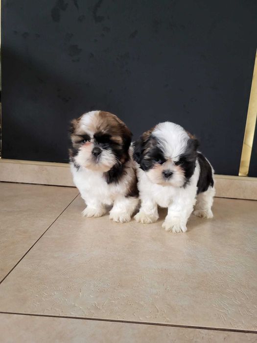 Szczeniak Shih-tzu suczka