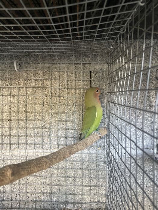 agapornis roseicollis