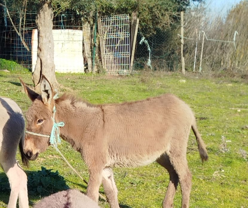 Segue para venda burrinha com seis meses muito linda
