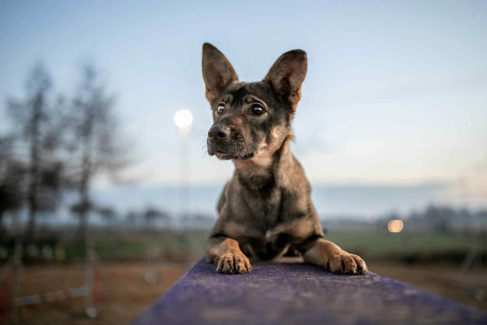 Cudna młoda sunia w typie owczarka malinois.