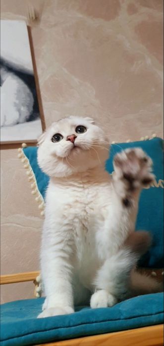 срібляста шиншила висловухий котик