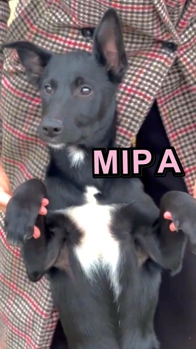 Собачки безкоштовно