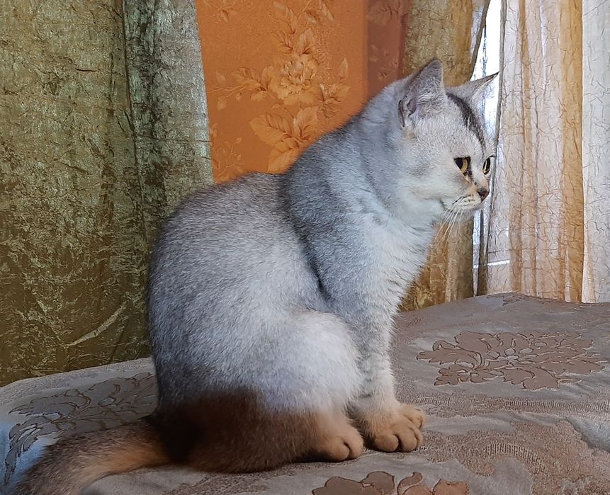 Шиншилла котик британец