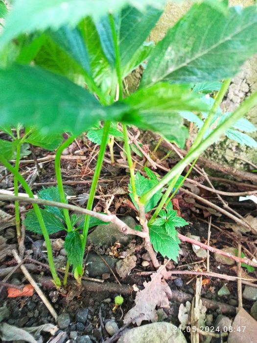 Дівочий / дикий виноград п'ятилистковий