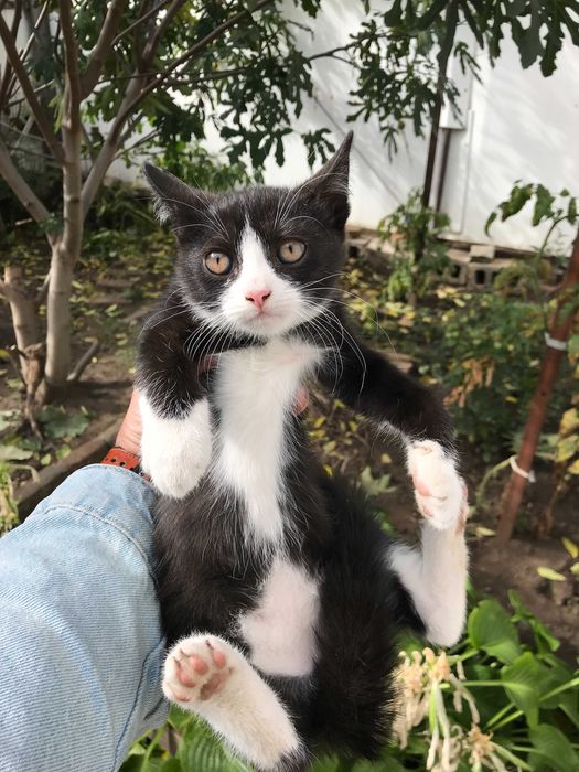 Котята (две кошечки) !!!