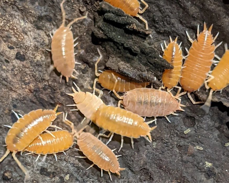 Isopody prosionki