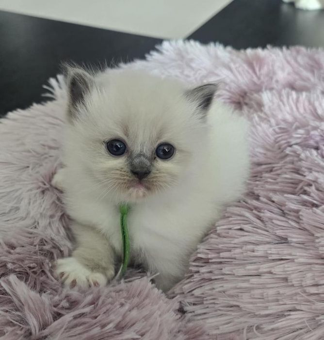 Ragdoll piękna kotka