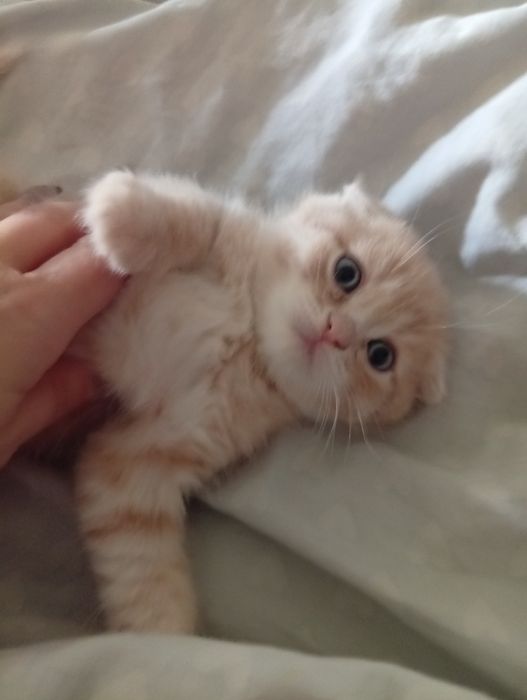 Scottish fold.скоттиш фолд и скоттиш страйт.котята